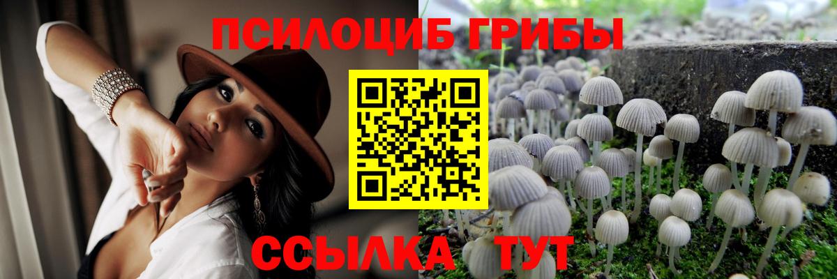 Галлюциногенные грибы Psilocybe Чистополь